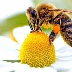 Meet your Posher, Brendee